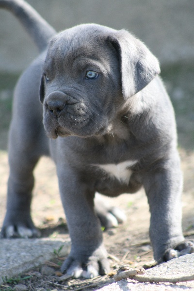 Chiots Esther & Eros